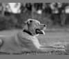 Buddy, a Boxer and German Shepherd Dog mix tested with EmbarkVet.com