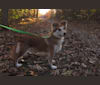 Kaylee, a Labrador Retriever and Samoyed mix tested with EmbarkVet.com
