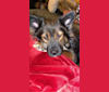 Photo of Meeko, an Australian Cattle Dog, American Bully, Siberian Husky, and Mixed mix in Oklahoma, USA