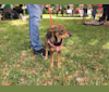 Photo of Daphne, a Chihuahua, Dachshund, German Shepherd Dog, and Mixed mix in Florida, USA