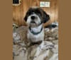 BUBBA, a Shih Tzu and Lhasa Apso mix tested with EmbarkVet.com