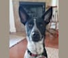 Photo of Amigo, an Australian Cattle Dog, Great Dane, American Pit Bull Terrier, Chow Chow, and Mixed mix in Buda, Texas, USA