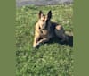 Zelda, a German Shepherd Dog tested with EmbarkVet.com