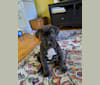 Maisie, a Perro de Presa Canario and American Bully mix tested with EmbarkVet.com