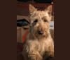 ELIDORS WILD ABOUT HARRY AT DBL, a Scottish Terrier tested with EmbarkVet.com
