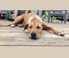 Photo of Ace, a German Shepherd Dog, American Pit Bull Terrier, Australian Cattle Dog, Chow Chow, Labrador Retriever, and Mixed mix in Charlotte, North Carolina, USA