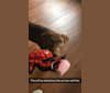 Nox, a Labrador Retriever and Staffordshire Terrier mix tested with EmbarkVet.com