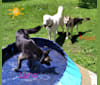 Photo of Luna, a Siberian Husky and German Shepherd Dog mix in Ohio, USA
