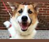 Duke, a Shetland Sheepdog and American Eskimo Dog mix tested with EmbarkVet.com
