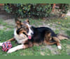 Cora, an Australian Cattle Dog and Australian Shepherd mix tested with EmbarkVet.com