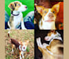 Roxy, a Beagle and Labrador Retriever mix tested with EmbarkVet.com