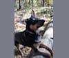 Schatzi, an Australian Cattle Dog and German Shepherd Dog mix tested with EmbarkVet.com