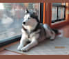 Nala, a Siberian Husky tested with EmbarkVet.com