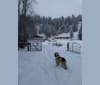 Photo of ENZO, a Poodle (Standard)  in Newman Lake, Washington, USA