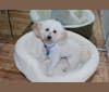 Noah, a Poodle (Small) and Pekingese mix tested with EmbarkVet.com