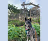 Fennel, a Siberian Husky and Rottweiler mix tested with EmbarkVet.com