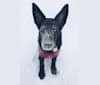 Kola, a German Shepherd Dog tested with EmbarkVet.com