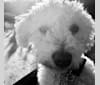 Ozzie, a Poodle (Small) and American Eskimo Dog mix tested with EmbarkVet.com
