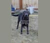 Caviar, a Labrador Retriever tested with EmbarkVet.com