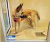 Kita a dog tested with EmbarkVet.com