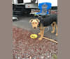 Photo of Sami Jo, an Airedale Terrier  in Norco, CA, USA