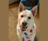 Stella, an American Pit Bull Terrier and Australian Cattle Dog mix tested with EmbarkVet.com