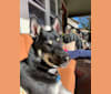 Karter, a German Shepherd Dog and Siberian Husky mix tested with EmbarkVet.com
