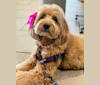 Poppy Mae, a Poodle (Small) and Poodle (Standard) mix tested with EmbarkVet.com