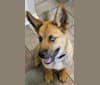 Canyon, a Siberian Husky and Saint Bernard mix tested with EmbarkVet.com