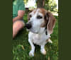 Junebug, a Beagle tested with EmbarkVet.com