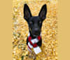 Buddy, a German Shepherd Dog and Weimaraner mix tested with EmbarkVet.com