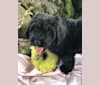 Leopold, a Newfypoo tested with EmbarkVet.com