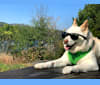 Tamago Yaki Roll, a Jindo and Japanese or Korean Village Dog mix tested with EmbarkVet.com