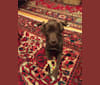 Ophelia, a Labrador Retriever and Dalmatian mix tested with EmbarkVet.com