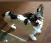 Ella, a Biewer Terrier tested with EmbarkVet.com