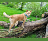 Ryder, an American Pit Bull Terrier and Chow Chow mix tested with EmbarkVet.com