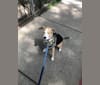 Jimmy Choo, a Beagle and Labrador Retriever mix tested with EmbarkVet.com