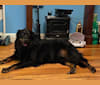 Beckham, a Labrador Retriever and Doberman Pinscher mix tested with EmbarkVet.com