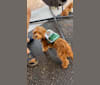 Peanut Butter, a Cavalier King Charles Spaniel and Poodle (Small) mix tested with EmbarkVet.com