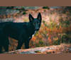 Keja, a Central Asian Village Dog tested with EmbarkVet.com