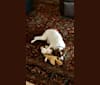 Photo of Atlas, a Chihuahua, Shih Tzu, Miniature/MAS-type Australian Shepherd, and Mixed mix