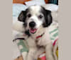 Moe, an American Eskimo Dog and Lhasa Apso mix tested with EmbarkVet.com