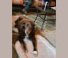 Greta, a Labrador Retriever and Australian Shepherd mix tested with EmbarkVet.com