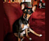 Purdue, a Rat Terrier and Basenji mix tested with EmbarkVet.com