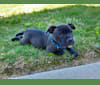 Shark (Irresistibull's Storm Surfer), a Staffordshire Bull Terrier tested with EmbarkVet.com