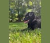 Luna, an Australian Cattle Dog and Shetland Sheepdog mix tested with EmbarkVet.com