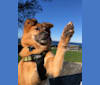 Luke, a Southeast Asian Village Dog and Golden Retriever mix tested with EmbarkVet.com