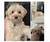 Photo of Jackie Onassis, a Poodle (Small), Yorkshire Terrier, Silky Terrier, and Mixed mix in Santa Ana, California, USA