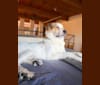 Photo of Taki, a Great Pyrenees and Mixed mix in California, USA