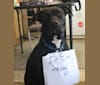 Karma, an American Pit Bull Terrier and Labrador Retriever mix tested with EmbarkVet.com